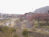 高遠の桜(1)