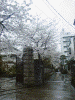 本誓寺の桜