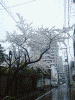 深川江戸資料館へ向かう途中の桜