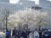 東京駅丸の内側の桜