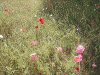 くりはま花の国のポピー(3)