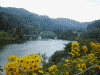 只見川第５鉄橋と美しい黄色い花(1)