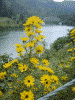 只見川第５鉄橋と美しい黄色い花(2)