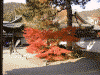 玄関の庭の紅葉(1)