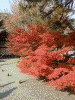 玄関の庭の紅葉(2)