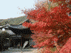 玄関の庭の紅葉(3)