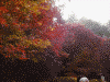 詩仙堂の庭の紅葉(2)