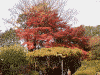 詩仙堂の庭の紅葉(7)