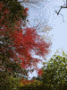 詩仙堂の庭の紅葉(10)