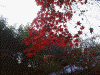 圓光寺の庭と紅葉(6)