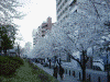 隅田川の桜(2)