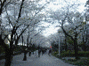 隅田川の桜(5)