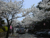伊豆高原の桜並木(2)