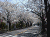 伊豆高原の桜並木(7)