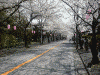 伊豆高原の桜並木(24)