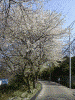 戸塚税務署前の坂の桜(1)