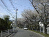 戸塚税務署前の坂の桜(3)