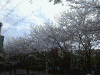 日限山小公園の桜