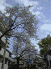 桜道の桜(1)