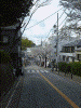 桜道の桜(2)