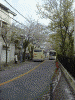 桜道の桜(3)