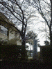 桜道の桜(4)