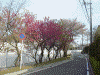 横浜刑務所横の山桃と桜(2)