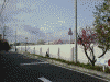 横浜刑務所横の山桃と桜(3)