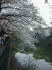 大岡川の桜(4)