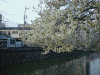 大岡川の桜(9)