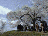 三春の滝桜(9)/滝桜上の桜