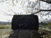 三春の滝桜(10)/滝桜の碑
