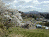 三春の滝桜(11)/滝桜を上から眺める