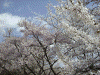 三春の滝桜(14)/滝桜上の桜