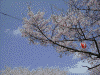 三春の滝桜(16)/滝桜上の桜