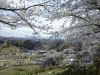 三春の滝桜(17)/滝桜を上から眺める
