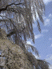 三春の滝桜(24)/青空にたなびく滝桜