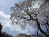 三春の滝桜(25)/滝桜近くの桜