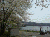 釜房湖の桜(1)