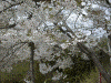 釜房湖の桜(2)