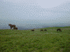 放牧されている馬たち(2)