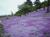 滝上公園の芝桜(2)