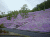 滝上公園の芝桜(5)