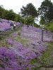 滝上公園の芝桜(6)