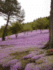 滝上公園の芝桜(7)