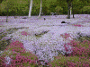 滝上公園の芝桜(8)