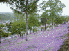 滝上公園の芝桜(11)