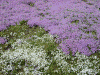 滝上公園の芝桜(12)