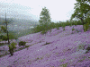 滝上公園の芝桜(13)
