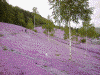 滝上公園の芝桜(18)